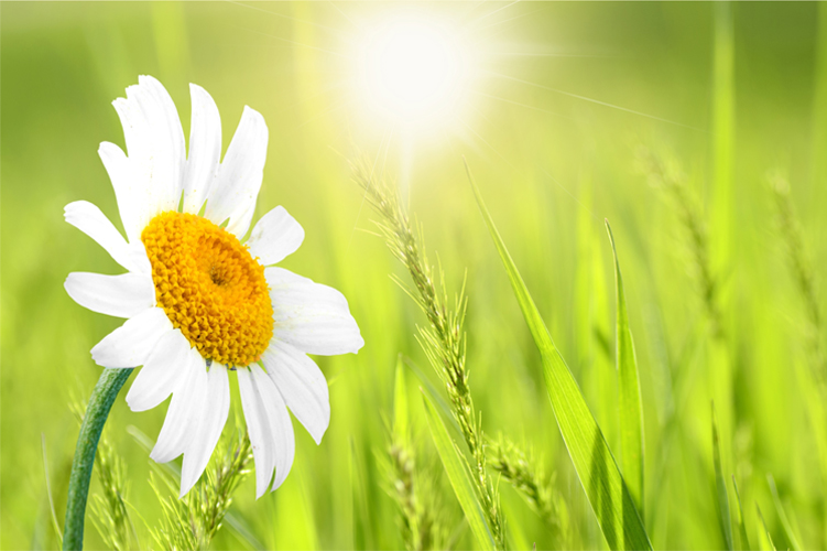 Daisy